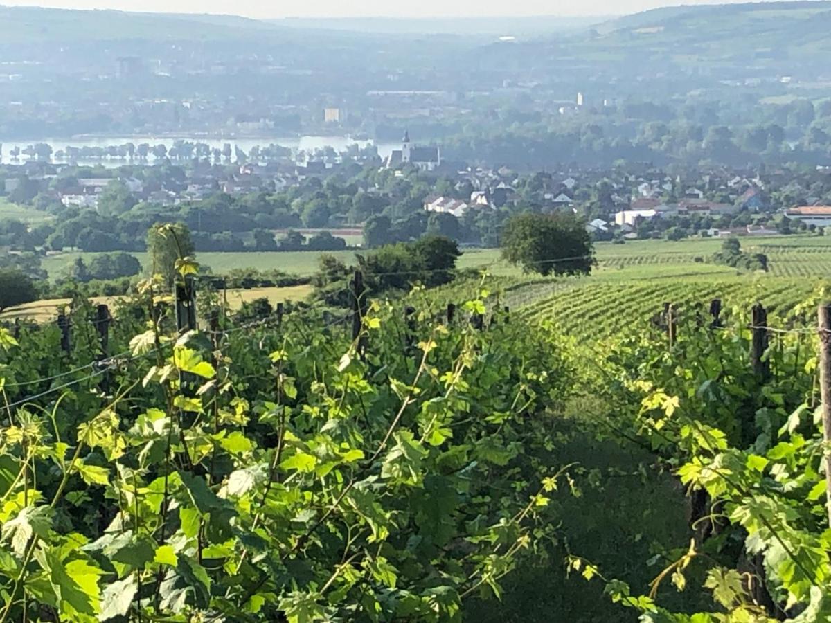 Rheingau Und Weltkulturerbe Mittelrheintal Erleben - Ferienappartement In Winkel Oestrich-Winkel Buitenkant foto